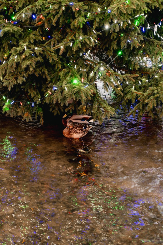 ducks under Christmas tree bourton on the Water