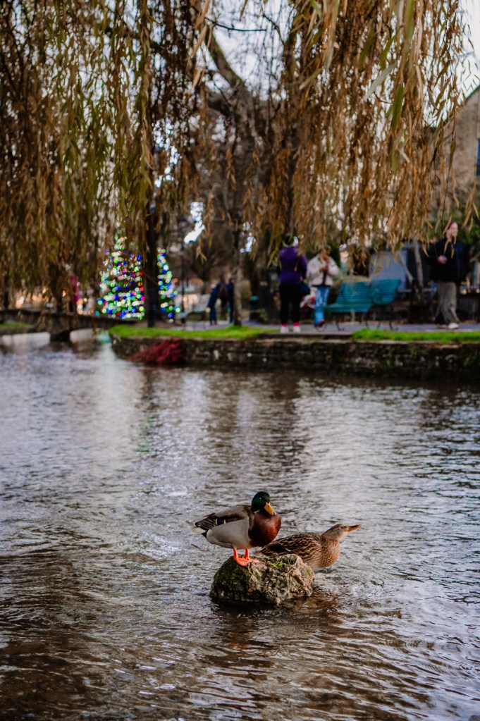 ducks in the river with christmas tree